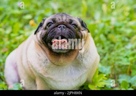 D'en haut, adorable chien de petit assis dans le parc. Mignon chien de petit sur une pelouse verte lors d'une belle journée d'été Banque D'Images