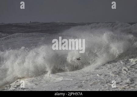 Grandes vagues avec un mouette volant. Côte portugaise du nord dans un matin couvert et orageux. Banque D'Images