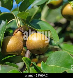 Poires Nashi, Pyrus pyrifolia, sur l'arbre Banque D'Images