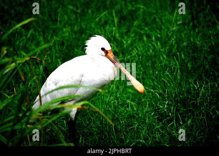 Une vue détaillée d'un Spoonbill africain, montrant son énorme bec de yallow, des plumes blanches propres et attrayantes. Banque D'Images