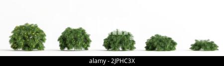 3D illustration de l'ensemble de buisson Acacia cogata isolé sur bachground blanc Banque D'Images