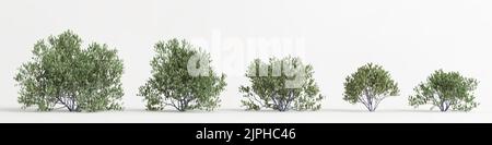 3d illustration de la série de simmondsia chinensis arbre isolé sur bachground blanc Banque D'Images