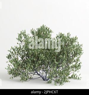 3d illustration de l'arbre simmondsia chinensis isolé sur un bachground blanc Banque D'Images