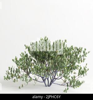 3d illustration de l'arbre simmondsia chinensis isolé sur un bachground blanc Banque D'Images