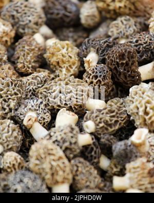 Champignon Morel vendu sur le marché Banque D'Images