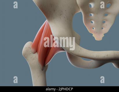 Anatomie des articulations de la hanche, y compris les ligaments et les os. Vue antérieure. Banque D'Images