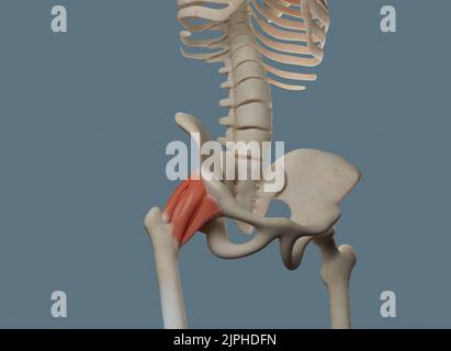 Anatomie des articulations de la hanche, y compris les ligaments et les os. Vue antérieure. Banque D'Images