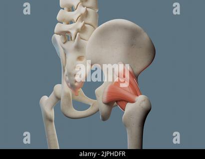 Anatomie de l'articulation de la hanche, y compris les ligaments et les attaches musculaires. Banque D'Images