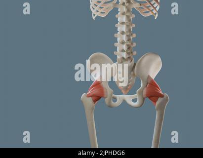 Anatomie des articulations de la hanche, y compris les ligaments et les os. Vue postérieure. Banque D'Images