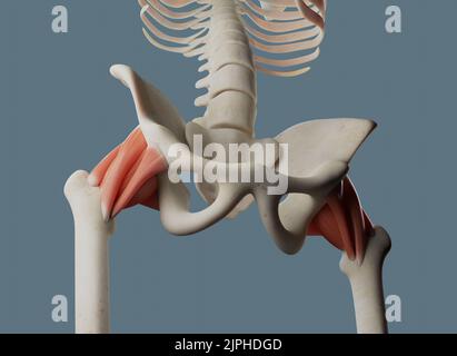 Anatomie de l'articulation de la hanche, y compris les ligaments et les attaches musculaires. Banque D'Images