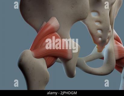 Anatomie de l'articulation de la hanche, y compris les ligaments et les attaches musculaires. Banque D'Images