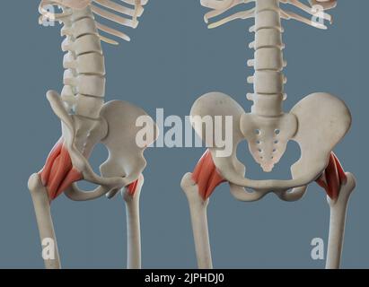 Anatomie de l'articulation de la hanche, y compris les ligaments et les attaches musculaires. Angles multiples. Banque D'Images