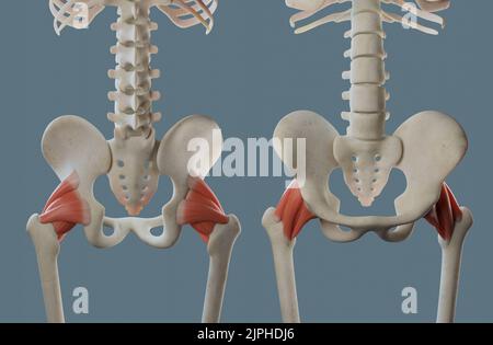 Anatomie de l'articulation de la hanche, y compris les ligaments et les attaches musculaires. Angles multiples. Banque D'Images