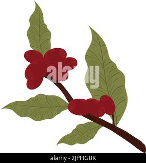 branche de café Illustration de Vecteur