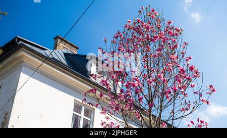 Fleurs de magnolia sur l'arbre contre la maison en arrière-plan Banque D'Images