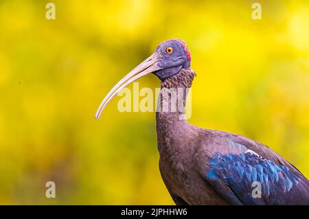 Un gros plan d'un Ibis à naped rouge sur fond jaune Banque D'Images
