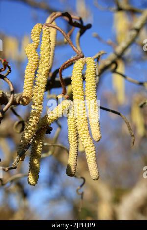 inflorescence, noisette commune, corylus avellana, inflorescences, noisettes communes Banque D'Images