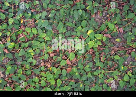 figue rampant ou plante grimpante de figue, ficus pumila, vigne à croissance rapide et vigoureuse, couvrant un mur de béton, fond plein cadre Banque D'Images