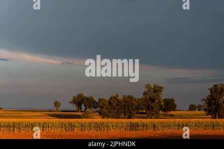 Paysage de chênes parmi les champs de maïs avec lumière chaude au coucher du soleil sur le ciel sombre dans la plaine haute du po dans la province de Cuneo, Italie Banque D'Images