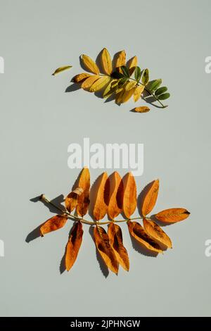 Composition d'automne. Cadre rond en feuilles jaunes d'automne sur fond blanc Banque D'Images