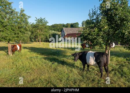 vaches lakenvelder brunes et noires dans le sud du limbourg sous ciel bleu d'été dans le verger Banque D'Images