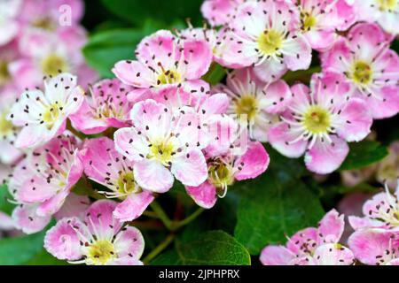 Hawthorn, Whitethorn ou arbre de mai (crataegus monogyna), gros plan montrant quelques fleurs fortement roses teintées ou la fleur de l'arbre commun. Banque D'Images