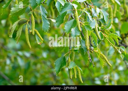 Bouleau argenté (betula pendula), gros plan montrant les fruits non mûrs accrochés à l'arbre. Banque D'Images