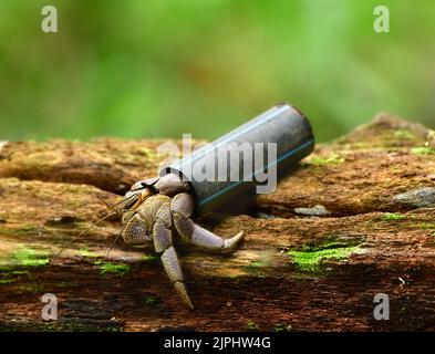 Faire atterrir le crabe hermite (Coenobita spec.) en utilisant un emballage en plastique comme enveloppe Banque D'Images