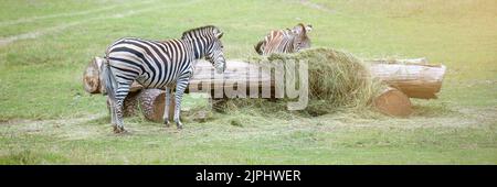 Un zèbre se grise dans un zoo pour enfants. Zebra mange de l'herbe sur une pelouse verte à l'aide d'un convoyeur Banque D'Images