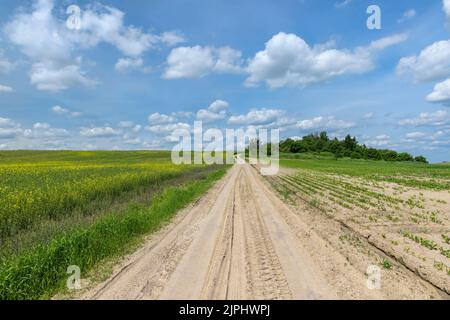 Une route de terre rurale dans un champ avec des plantes, une route sans asphalte et de pierre concassée à travers les champs agricoles en été Banque D'Images
