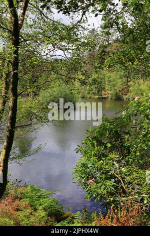 Glencoe Lochan est situé juste au nord du village de Glencoe dans les Highlands écossais. Il a été planté en 1890s par Donald Alexander Smith. Banque D'Images