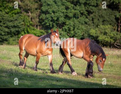 deux jeunes chevaux belges gros brun marchent dans la prairie forestière Banque D'Images