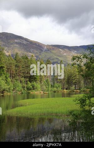 Glencoe Lochan est situé juste au nord du village de Glencoe dans les Highlands écossais. Il a été planté en 1890s par Donald Alexander Smith. Banque D'Images