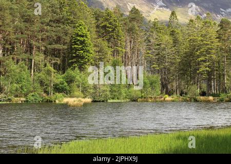 Glencoe Lochan est situé juste au nord du village de Glencoe dans les Highlands écossais. Il a été planté en 1890s par Donald Alexander Smith. Banque D'Images