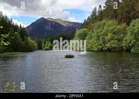 Glencoe Lochan est situé juste au nord du village de Glencoe dans les Highlands écossais. Il a été planté en 1890s par Donald Alexander Smith. Banque D'Images