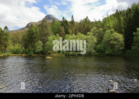 Glencoe Lochan est situé juste au nord du village de Glencoe dans les Highlands écossais. Il a été planté en 1890s par Donald Alexander Smith. Banque D'Images