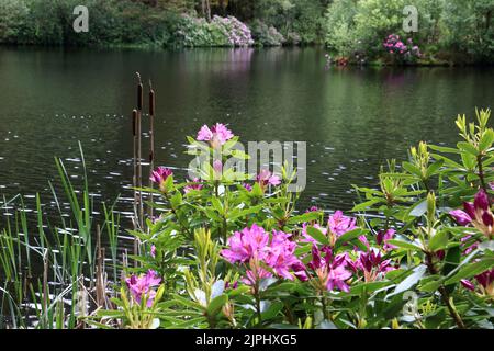 Glencoe Lochan est situé juste au nord du village de Glencoe dans les Highlands écossais. Il a été planté en 1890s par Donald Alexander Smith. Banque D'Images