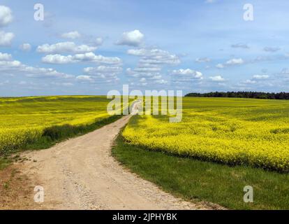 Une route de terre rurale dans un champ avec des plantes, une route sans asphalte et de pierre concassée à travers les champs agricoles en été Banque D'Images