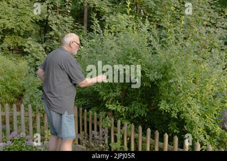 homme travaillant sur une usine de forsythia Banque D'Images