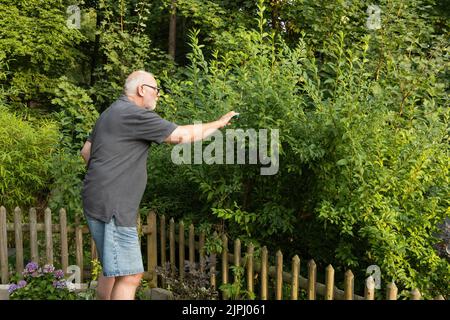 homme travaillant sur une usine de forsythia Banque D'Images