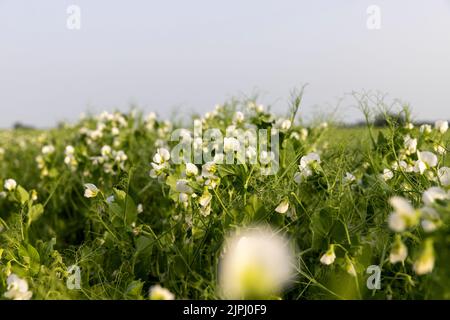 Un champ agricole où les pois verts poussent pendant la floraison, un grand nombre de plants de pois sur le champ d'un agriculteur en été Banque D'Images