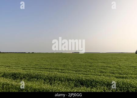 Un champ agricole où les pois verts poussent pendant la floraison, un grand nombre de plants de pois sur le champ d'un agriculteur en été Banque D'Images