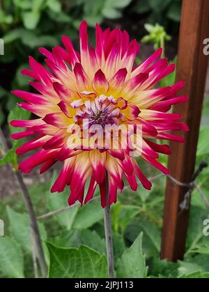 Dahlia, Josudi Sunburst, petit demi Cactus Banque D'Images