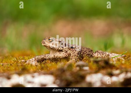 Crapaud (Bufo bufo) rampant sur un terrain de moussy le jour du printemps Banque D'Images