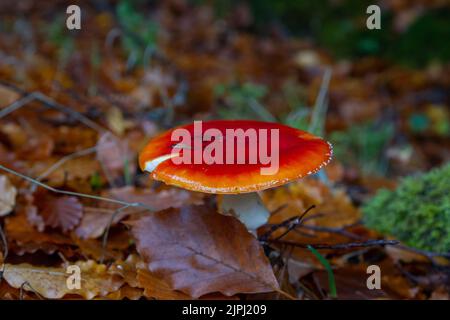 Mouche agarique (Amanita muscaria) champignon toxique à capuchon rouge et spores blanches blanchâlées poussant dans une forêt de hêtre européen (Fagus sylvatica) Banque D'Images