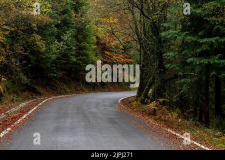 Route sinueuse à Mata da Albergaria, forêt feuillue tempérée et mixte dans le parc national de Peneda-Gerês, Portugal Banque D'Images