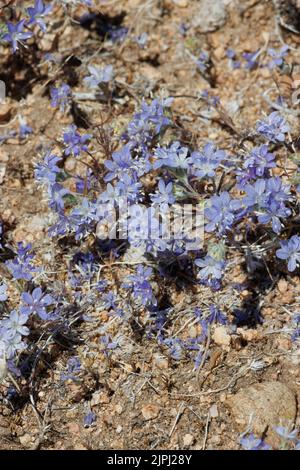 Inflorescences de la tête cymose terminale à fleurs bleues de l'Eriastrum Sapphirinum, Polemoniaceae, indigène annuel dans le désert de Mojave occidental, Springtime. Banque D'Images