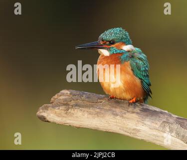 kingfisher mâle assis après avoir préenté dans la lumière du matin perchée sur la vieille branche, été, nord du pays de galles, Royaume-Uni, alcedo atthis, glas y dorlan Banque D'Images