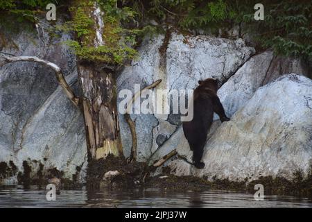 Kasnyku Bay, Alaska, États-Unis. 4th août 2022. Un ours brun remonte dans les bois après avoir mangé un saumon à la station d'élevage Hidden Falls, dans la baie de Kasnyku, en Alaska, jeudi 4 août 2022. (Image de crédit : © Mark Hertzberg/ZUMA Press Wire) Banque D'Images