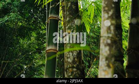 Une sélection de tiges de bambou dans une jungle tropicale Banque D'Images